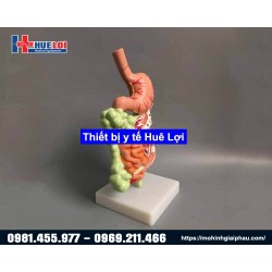 Mô hình giải phẫu hệ tiêu hóa 3D